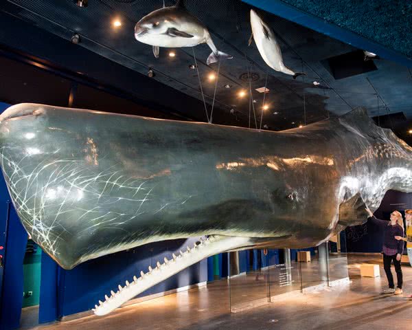 Pottwal © Andreas Birresborn/LKN.SH Pottwal © Andreas Birresborn/LKN.SH