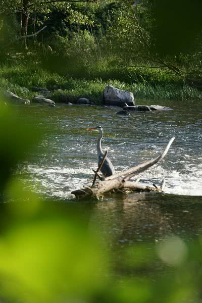 Ein Reiher am Fluss